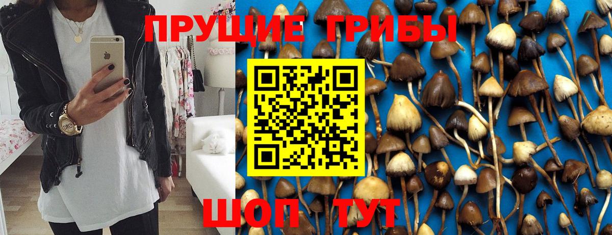 Галлюциногенные грибы Psilocybine cubensis Кандалакша