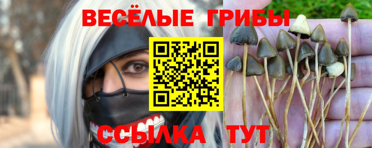 купить  цена  Галлюциногенные грибы мицелий  Вход с VPN  Кандалакша  Псилоцибиновые грибы прущие грибы 